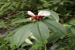 Costus speciosus